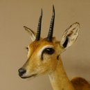 Bleichböckchen Kopf Oribi Antilope Präparat Trophäe Afrika Jagdtrophäe