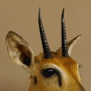 Bleichböckchen Kopf Oribi Antilope Präparat Trophäe Afrika Jagdtrophäe