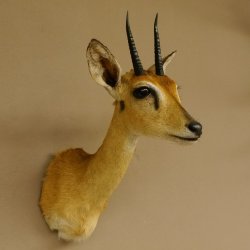 Bleichböckchen Kopf Oribi Antilope Präparat Trophäe Afrika Jagdtrophäe