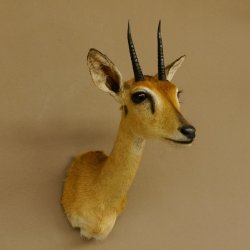 Bleichböckchen Kopf Oribi Antilope Präparat Trophäe Afrika Jagdtrophäe