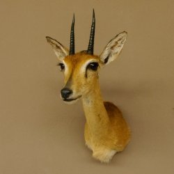 Bleichböckchen Kopf Oribi Antilope Präparat Trophäe Afrika Jagdtrophäe