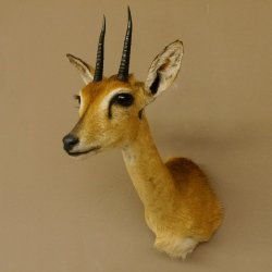 Bleichböckchen Kopf Oribi Antilope Präparat Trophäe Afrika Jagdtrophäe