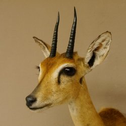 Bleichböckchen Kopf Oribi Antilope Präparat Trophäe Afrika Jagdtrophäe