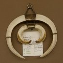 Keilerwaffen Wildschweinwaffen (Sus scrofa) 3 er Set Trophäe Keiler Gewaff Hauer max. 25 cm