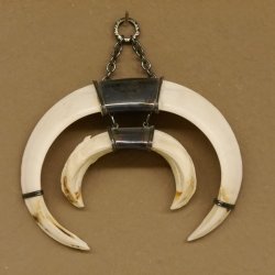 Keilerwaffen Wildschweinwaffen (Sus scrofa) 3 er Set Trophäe Keiler Gewaff Hauer max. 25 cm