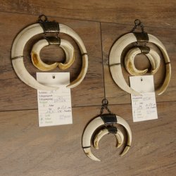 Keilerwaffen Wildschweinwaffen (Sus scrofa) 3 er Set Trophäe Keiler Gewaff Hauer max. 25 cm