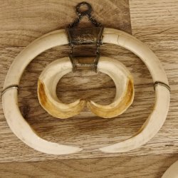 Keilerwaffen Wildschweinwaffen (Sus scrofa) 3 er Set Trophäe Keiler Gewaff Hauer max. 25 cm