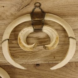 Keilerwaffen Wildschweinwaffen (Sus scrofa) 3 er Set Trophäe Keiler Gewaff Hauer max. 25 cm