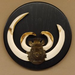 Keilerwaffen Wildschweinwaffen (Sus scrofa) Trophäe Keiler Gewaff Trophäenschild