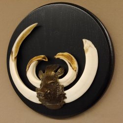 Keilerwaffen Wildschweinwaffen (Sus scrofa) Trophäe Keiler Gewaff Trophäenschild