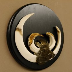 Keilerwaffen Wildschweinwaffen (Sus scrofa) Trophäe Keiler Gewaff Trophäenschild