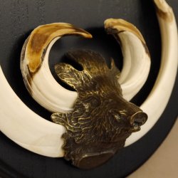 Keilerwaffen Wildschweinwaffen (Sus scrofa) Trophäe Keiler Gewaff Trophäenschild