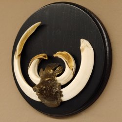 Keilerwaffen Wildschweinwaffen (Sus scrofa) Trophäe Keiler Gewaff Trophäenschild