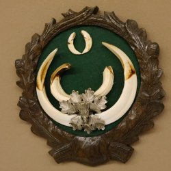 Keilerwaffen Wildschweinwaffen (Sus scrofa) CIC 109,35 IP Trophäe Keiler Gewaff Trophäenschild
