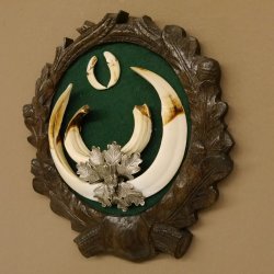 Keilerwaffen Wildschweinwaffen (Sus scrofa) CIC 109,35 IP Trophäe Keiler Gewaff Trophäenschild