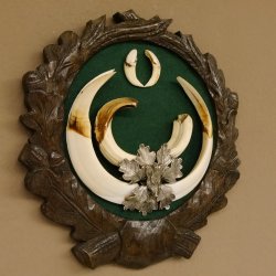Keilerwaffen Wildschweinwaffen (Sus scrofa) CIC 109,35 IP Trophäe Keiler Gewaff Trophäenschild