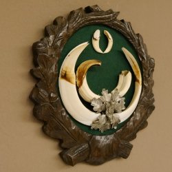 Keilerwaffen Wildschweinwaffen (Sus scrofa) CIC 109,35 IP Trophäe Keiler Gewaff Trophäenschild