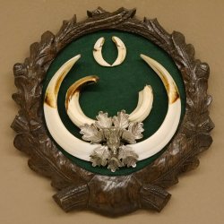 Keilerwaffen Wildschweinwaffen (Sus scrofa) CIC 109,35 IP Trophäe Keiler Gewaff Trophäenschild