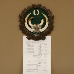 Keilerwaffen Wildschweinwaffen (Sus scrofa) CIC 109,35 IP Trophäe Keiler Gewaff Trophäenschild
