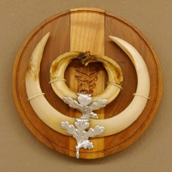 Keilerwaffen Wildschweinwaffen (Sus scrofa) L bis 19 cm Trophäe Keiler Gewaff Trophäenschild