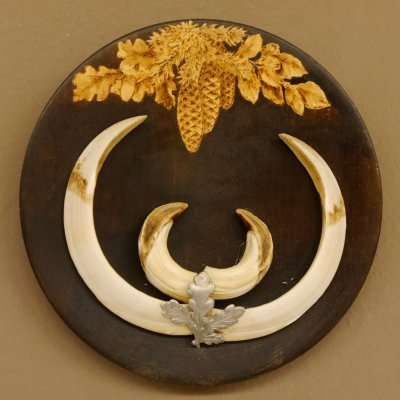 Keilerwaffen Wildschweinwaffen (Sus scrofa) L bis 21,5 cm Trophäe Keiler Gewaff Trophäenschild