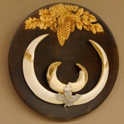Keilerwaffen Wildschweinwaffen (Sus scrofa) L bis 21,5 cm Trophäe Keiler Gewaff Trophäenschild