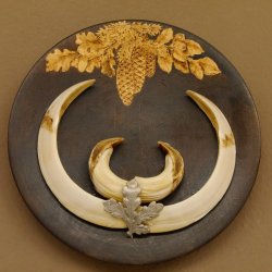 Keilerwaffen Wildschweinwaffen (Sus scrofa) L bis 21,5 cm Trophäe Keiler Gewaff Trophäenschild