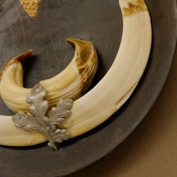 Keilerwaffen Wildschweinwaffen (Sus scrofa) L bis 21,5 cm Trophäe Keiler Gewaff Trophäenschild
