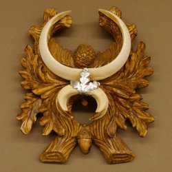Keilerwaffen Wildschweinwaffen (Sus scrofa) L bis 20 cm Trophäe Keiler Gewaff Trophäenschild