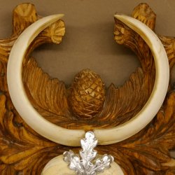 Keilerwaffen Wildschweinwaffen (Sus scrofa) L bis 20 cm Trophäe Keiler Gewaff Trophäenschild