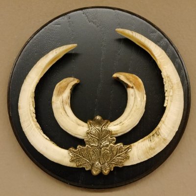 Keilerwaffen Wildschweinwaffen (Sus scrofa) CIC 106,6 IP L bis 22,3 cm Trophäe Keiler Gewaff Trophäenschild