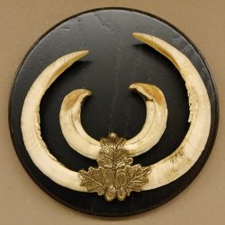 Keilerwaffen Wildschweinwaffen (Sus scrofa) CIC 106,6 IP L bis 22,3 cm Trophäe Keiler Gewaff Trophäenschild
