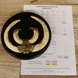 Keilerwaffen Wildschweinwaffen (Sus scrofa) CIC 106,6 IP L bis 22,3 cm Trophäe Keiler Gewaff Trophäenschild