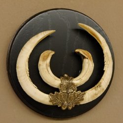 Keilerwaffen Wildschweinwaffen (Sus scrofa) CIC 106,6 IP L bis 22,3 cm Trophäe Keiler Gewaff Trophäenschild