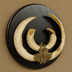Keilerwaffen Wildschweinwaffen (Sus scrofa) CIC 106,6 IP L bis 22,3 cm Trophäe Keiler Gewaff Trophäenschild