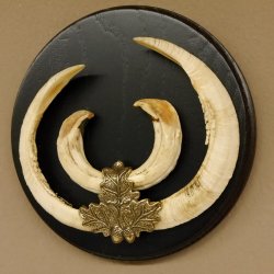 Keilerwaffen Wildschweinwaffen (Sus scrofa) CIC 106,6 IP L bis 22,3 cm Trophäe Keiler Gewaff Trophäenschild