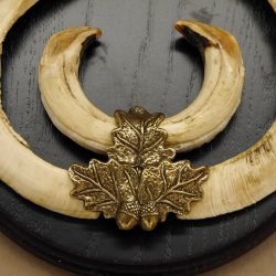 Keilerwaffen Wildschweinwaffen (Sus scrofa) CIC 106,6 IP L bis 22,3 cm Trophäe Keiler Gewaff Trophäenschild