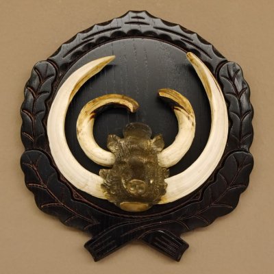Keilerwaffen Wildschweinwaffen (Sus scrofa) CIC 114,65 IP Trophäe Keiler Gewaff Trophäenschild