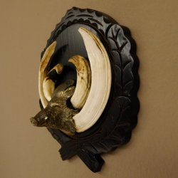 Keilerwaffen Wildschweinwaffen (Sus scrofa) CIC 114,65 IP Trophäe Keiler Gewaff Trophäenschild
