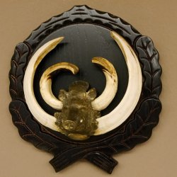 Keilerwaffen Wildschweinwaffen (Sus scrofa) CIC 114,65 IP Trophäe Keiler Gewaff Trophäenschild