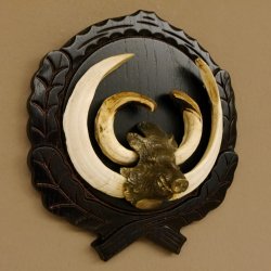 Keilerwaffen Wildschweinwaffen (Sus scrofa) CIC 114,65 IP Trophäe Keiler Gewaff Trophäenschild