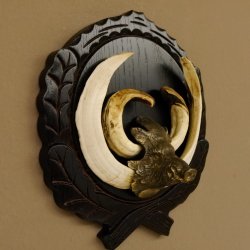 Keilerwaffen Wildschweinwaffen (Sus scrofa) CIC 114,65 IP Trophäe Keiler Gewaff Trophäenschild