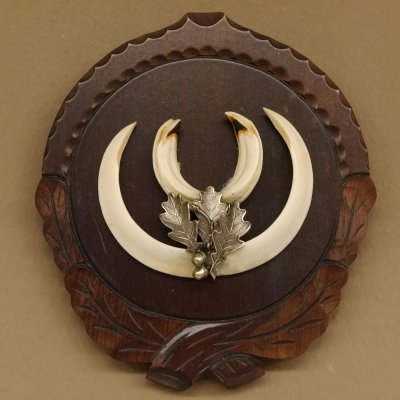 Keilerwaffen Wildschweinwaffen (Sus scrofa) L bis 14,5 cm Trophäe Keiler Gewaff Trophäenschild