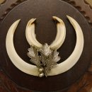 Keilerwaffen Wildschweinwaffen (Sus scrofa) L bis 14,5 cm Trophäe Keiler Gewaff Trophäenschild