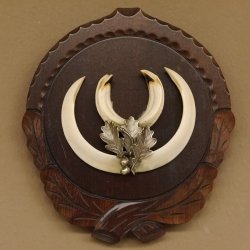Keilerwaffen Wildschweinwaffen (Sus scrofa) L bis 14,5 cm Trophäe Keiler Gewaff Trophäenschild