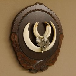 Keilerwaffen Wildschweinwaffen (Sus scrofa) L bis 14,5 cm Trophäe Keiler Gewaff Trophäenschild
