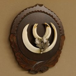 Keilerwaffen Wildschweinwaffen (Sus scrofa) L bis 14,5 cm Trophäe Keiler Gewaff Trophäenschild