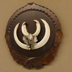 Keilerwaffen Wildschweinwaffen (Sus scrofa) L bis 14,5 cm Trophäe Keiler Gewaff Trophäenschild