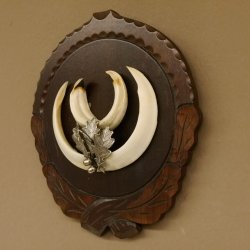 Keilerwaffen Wildschweinwaffen (Sus scrofa) L bis 14,5 cm Trophäe Keiler Gewaff Trophäenschild
