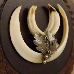 Keilerwaffen Wildschweinwaffen (Sus scrofa) L bis 14,5 cm Trophäe Keiler Gewaff Trophäenschild
